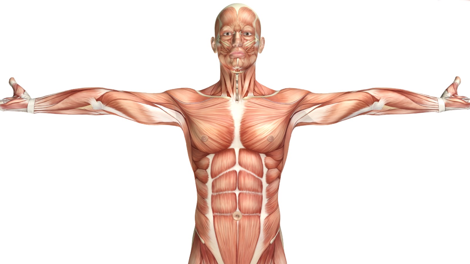 Anatomical figure with arms outstretched