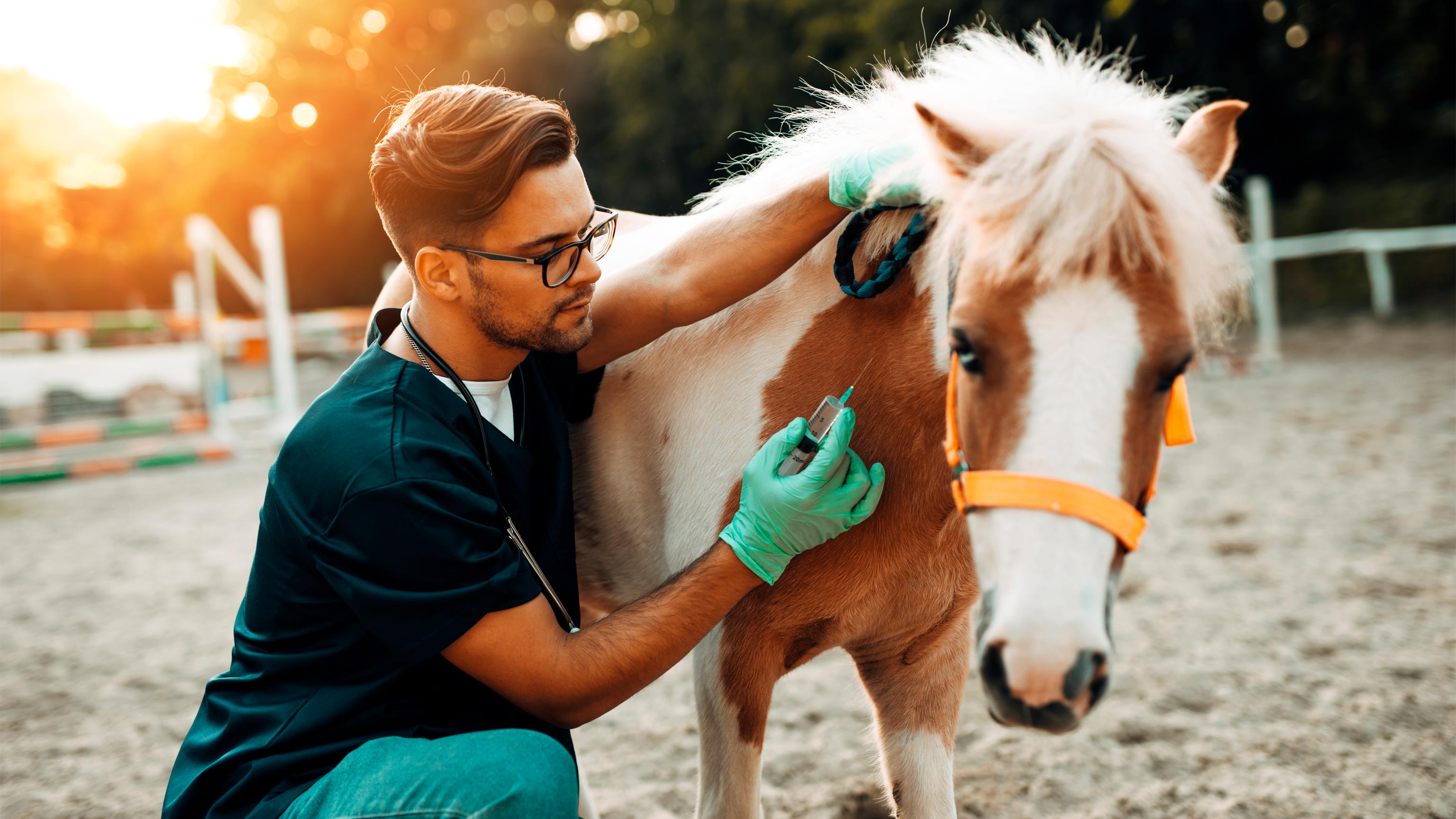 A veterinarian providing treatment to a pony, late in the day