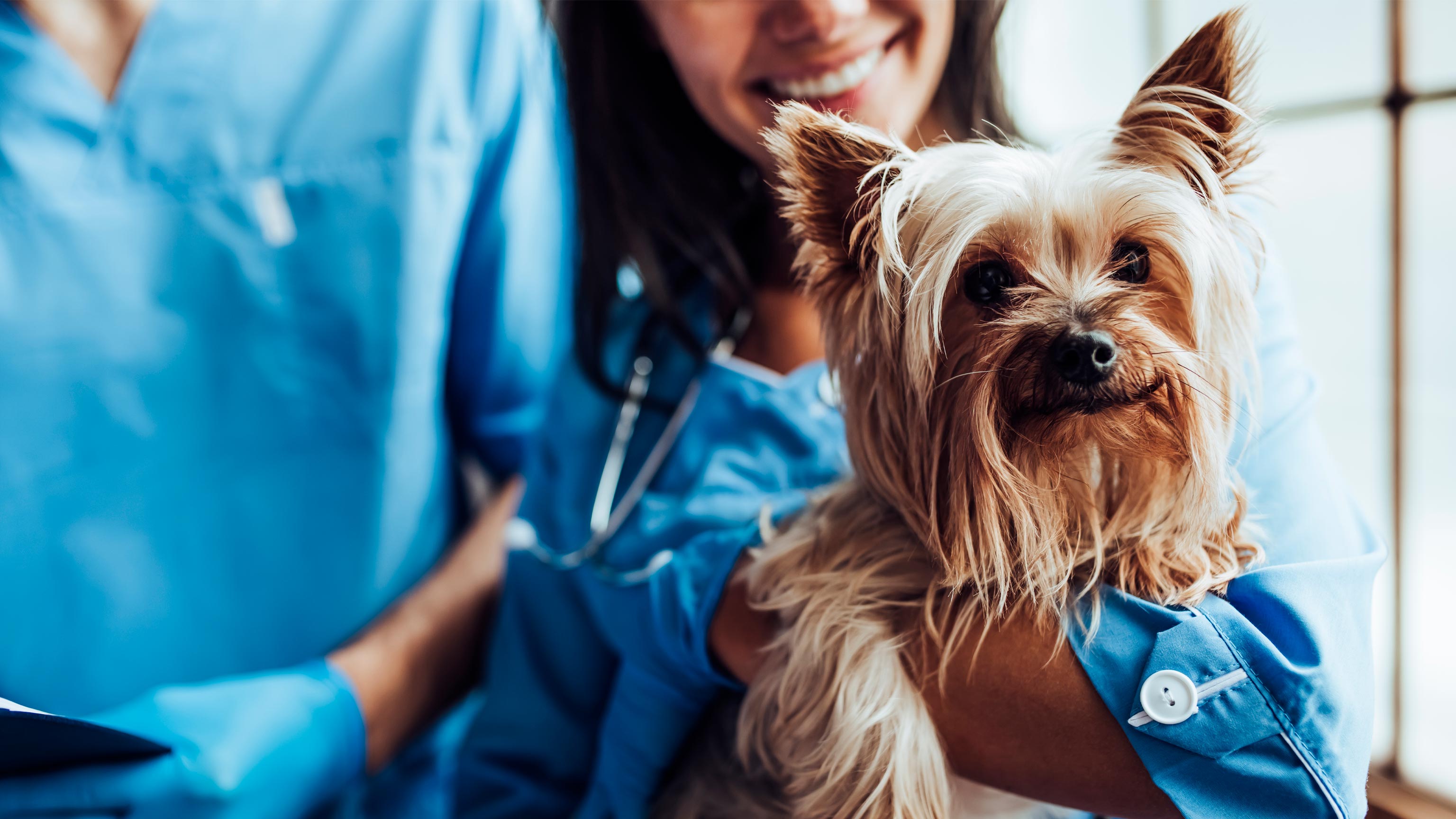 A veterinarian and his assistant examining a dog.