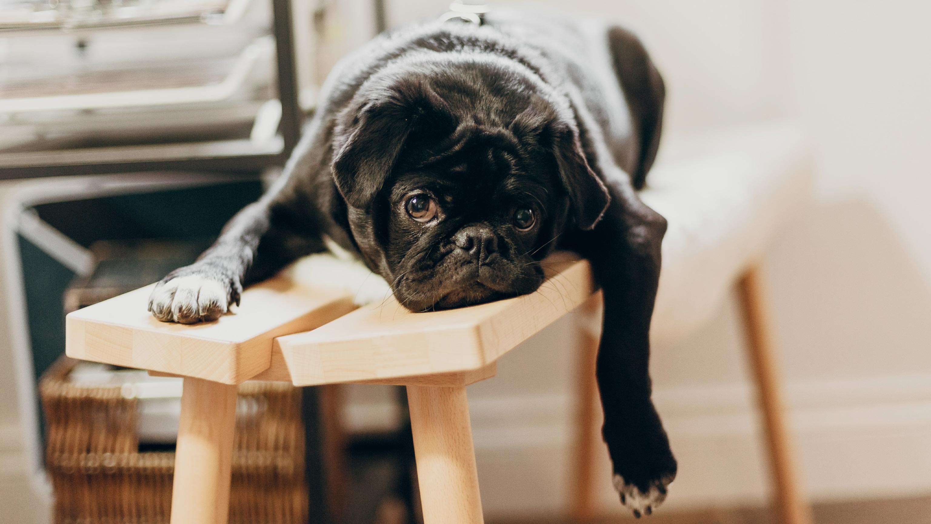 A small dog taking a rest on a kitchen stool