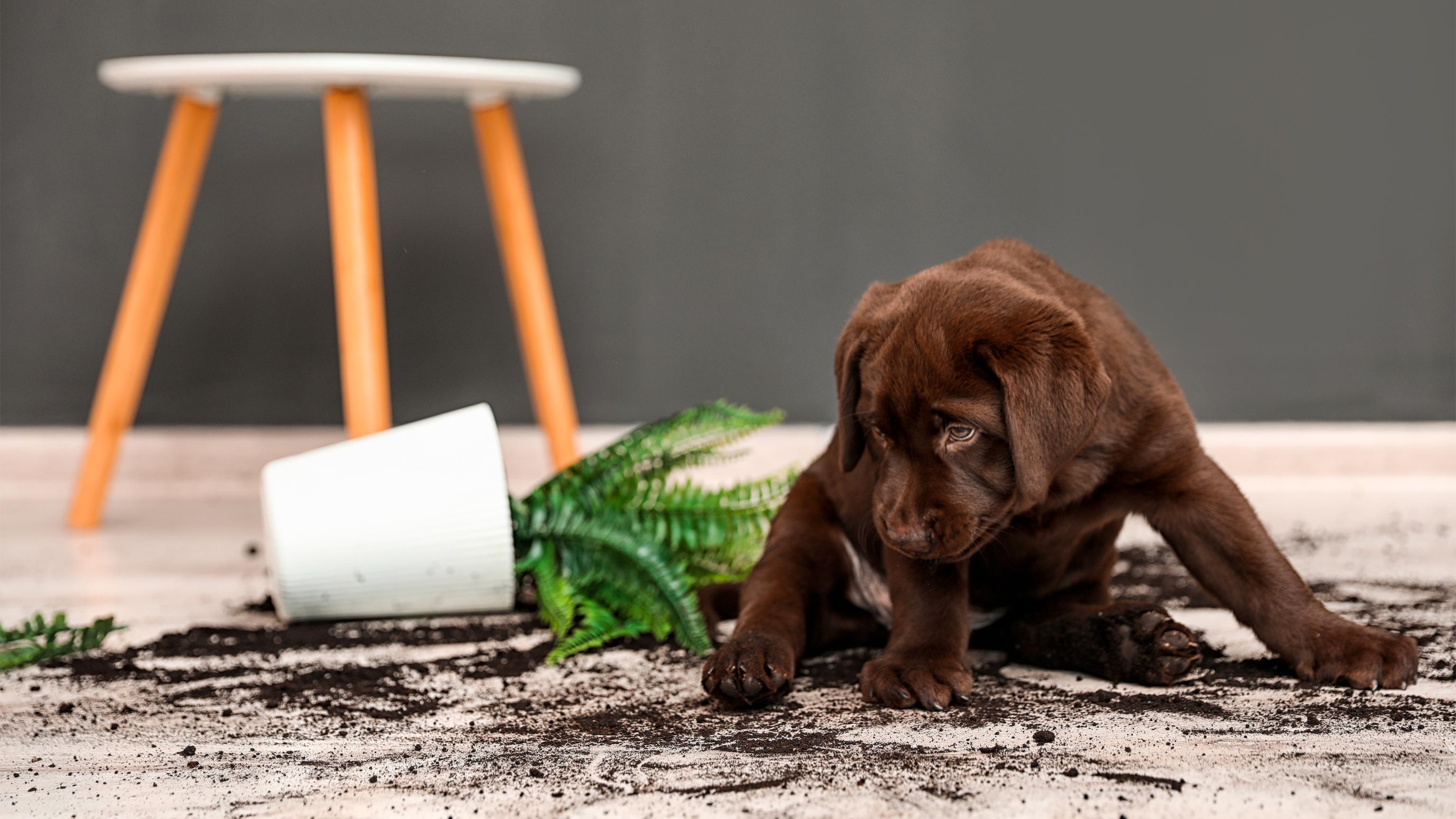 A Labrador Retriever puppy with an overturned houseplant at home