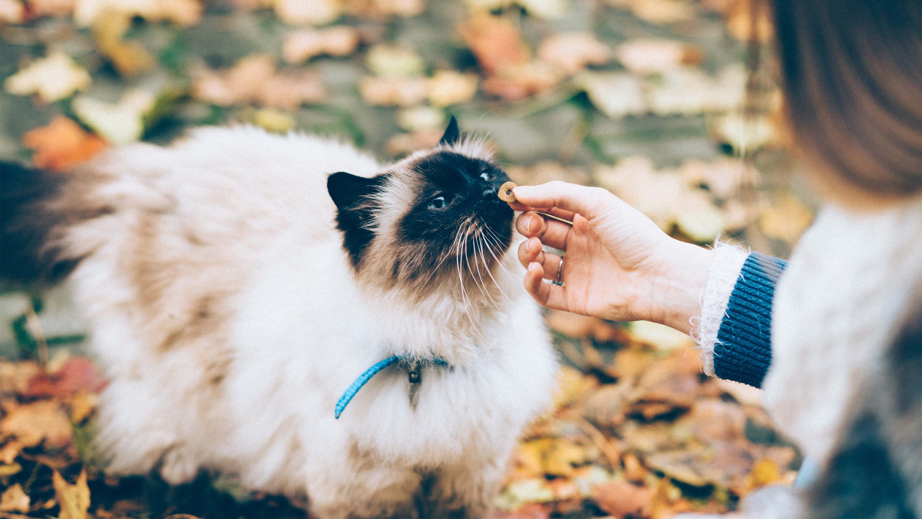 A cat being fed by its owner out in the yard