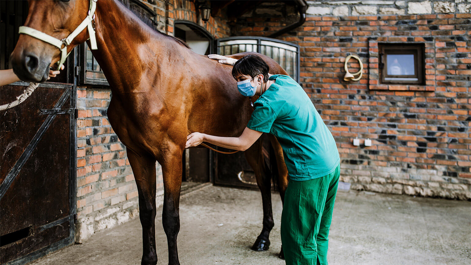 A veterinarian monitoring a horse's lungs with a stethoscope, in a stable