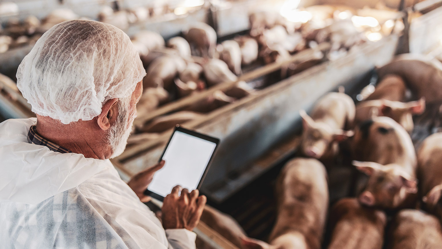 An vet consulting information about a number of pigs in a pig pen, on a tablet device