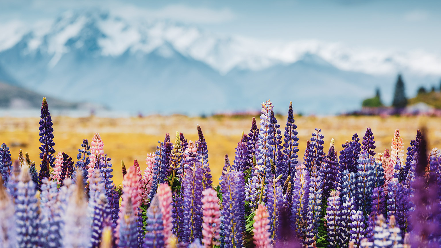 A close view of some flowers in the stunning NZ countryside