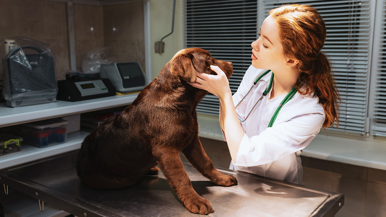 A veterinary assistant examining a dog in a clinic