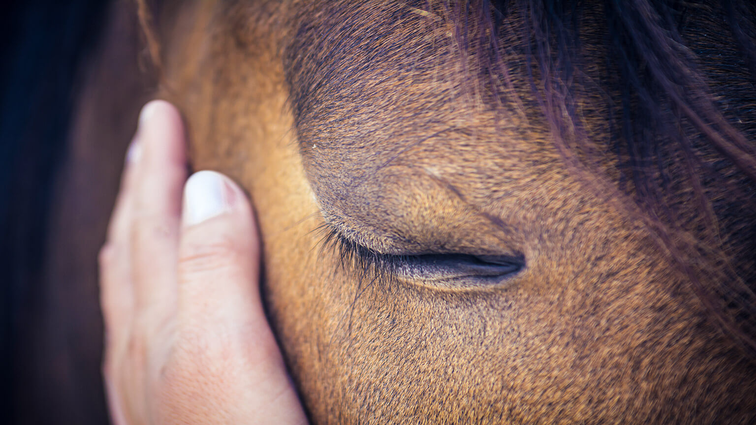 An animal care worker patting a large mare