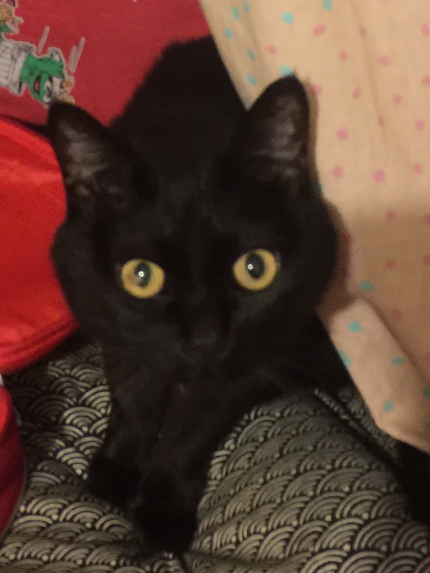 A black cat's face looking at the camera