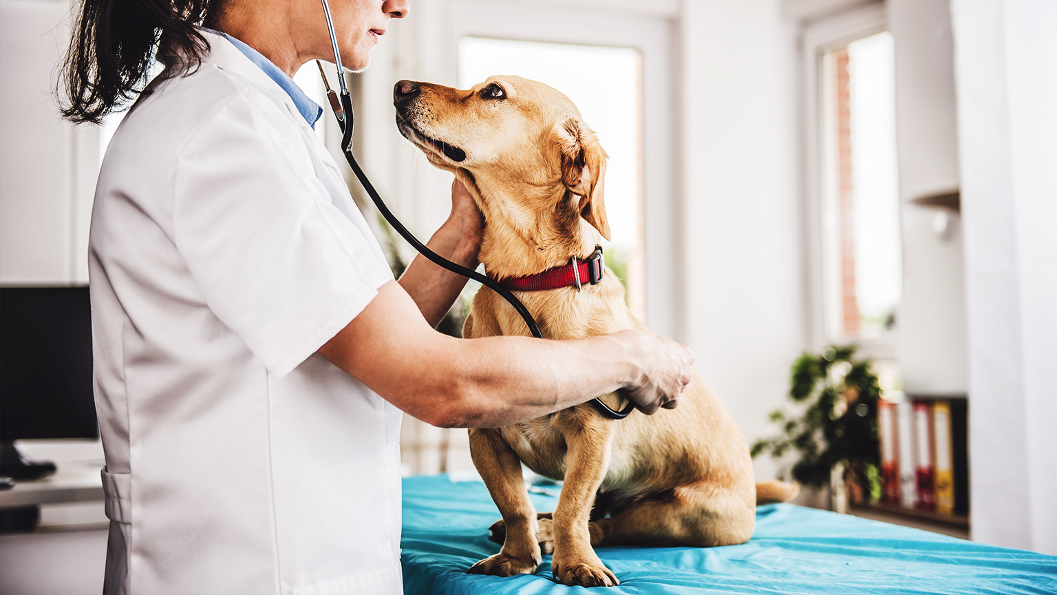 a veterinarian assessing the breathing of a small, Sausage Dog