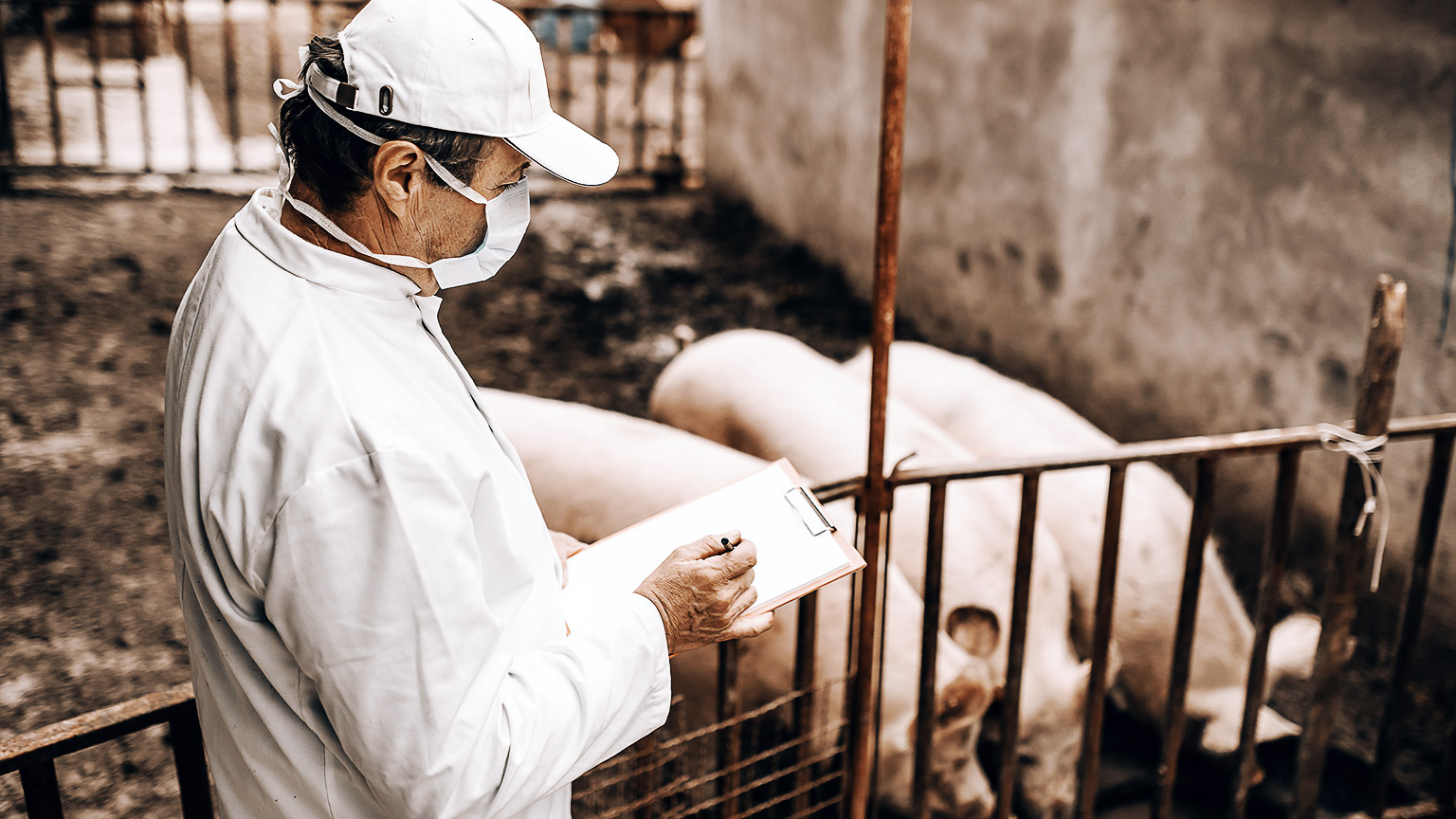 A veterinarian writing a report on infection control