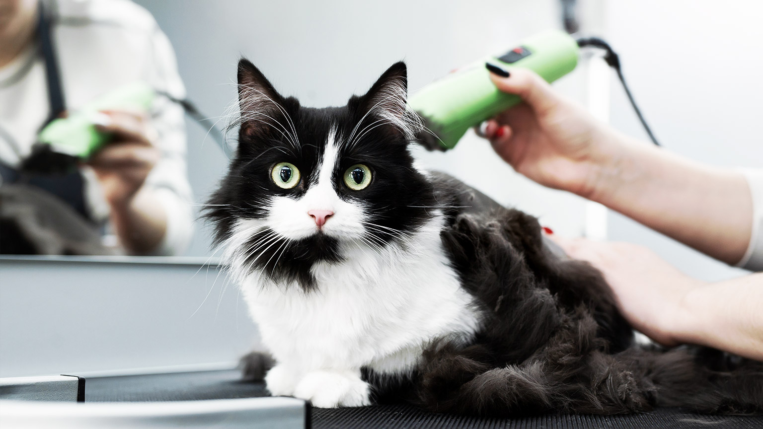 A cat being groomed