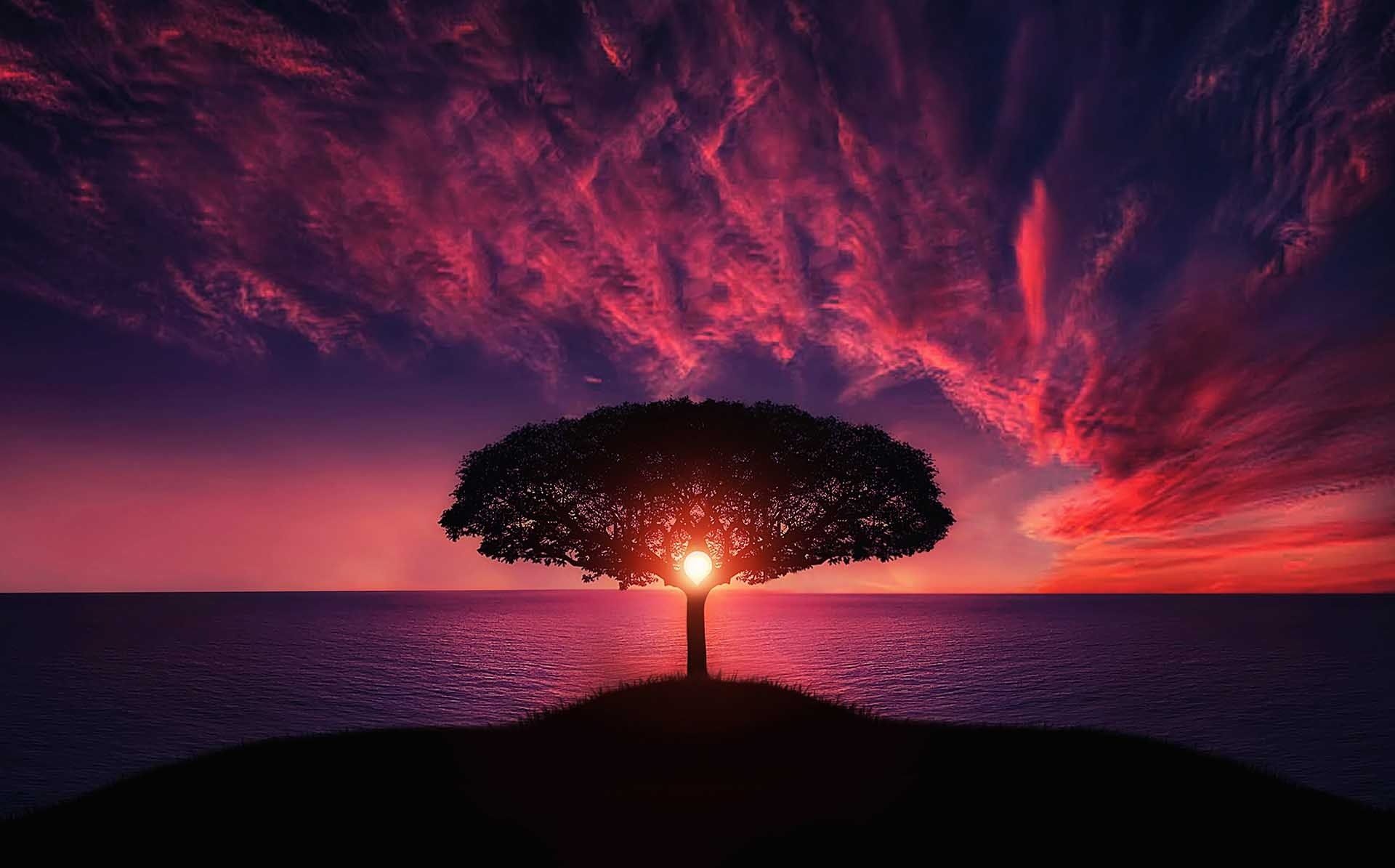 Silhouette of Tree Near Body of Water during Golden Hour