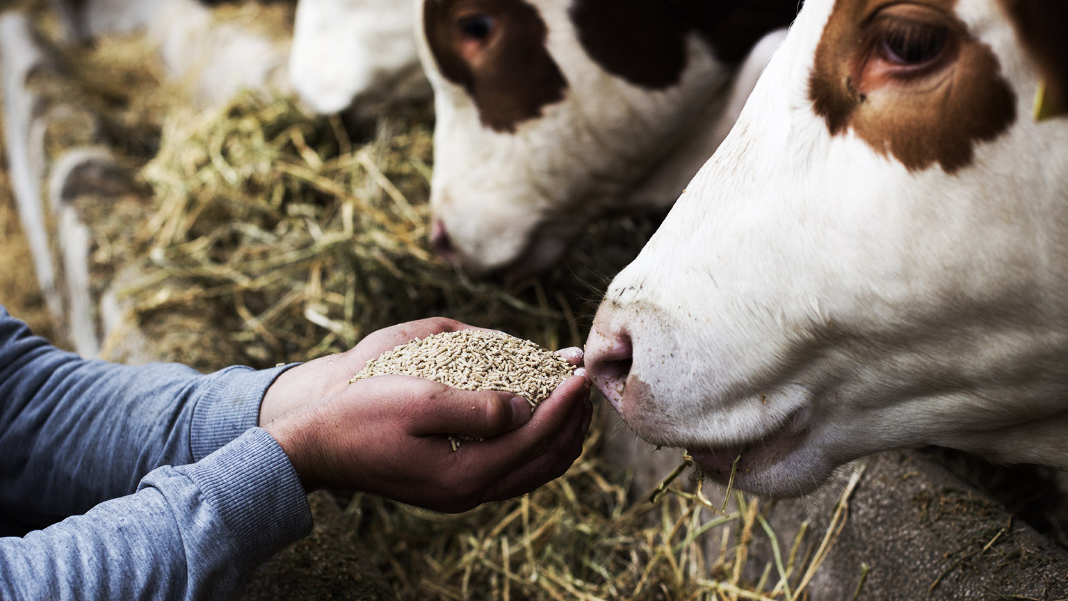 A hand feeding a cow