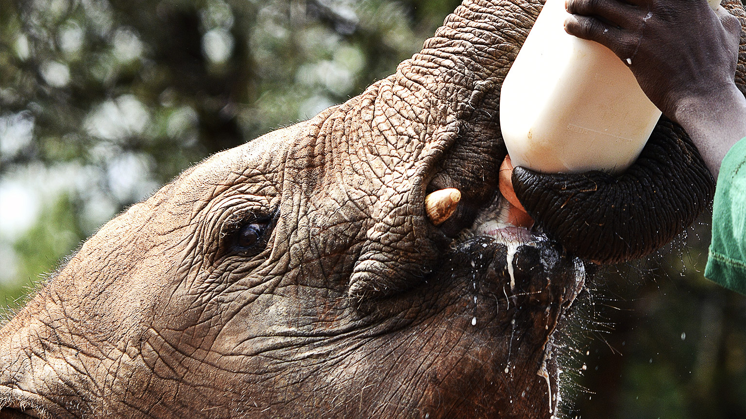 A person feeding to a young elephant