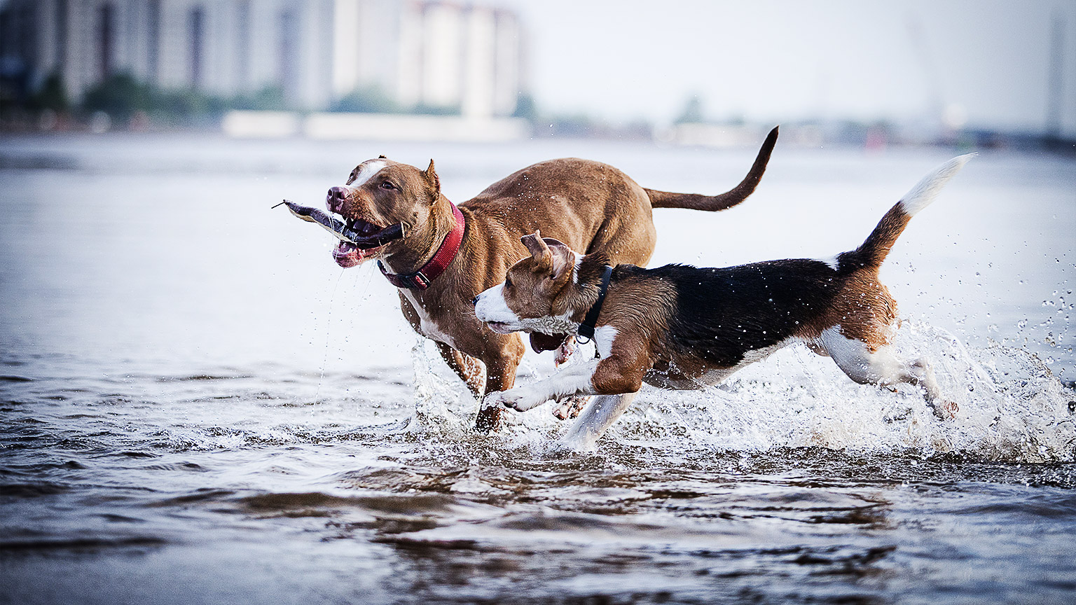 Two dogs playing outside