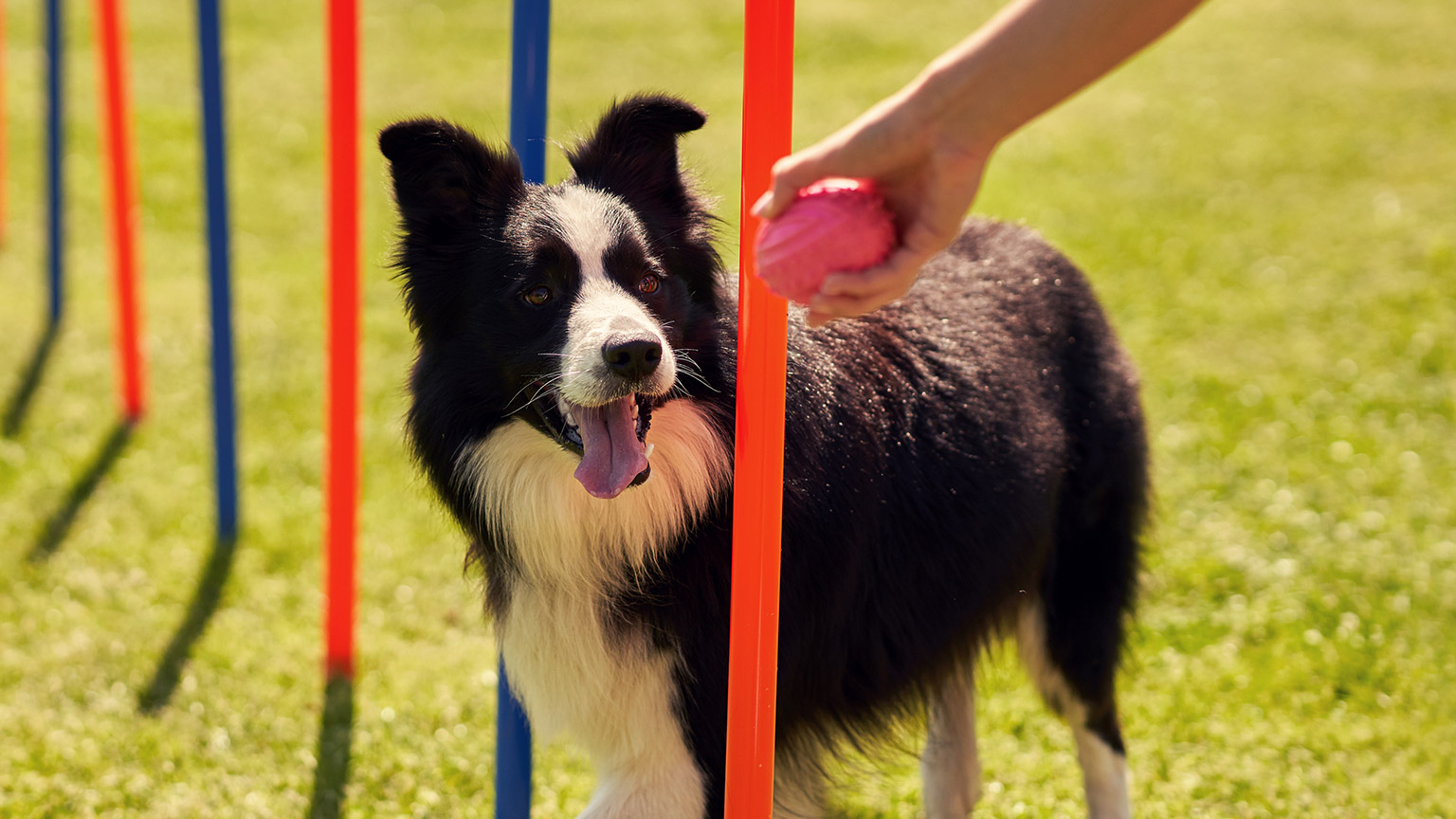 dog playing with ball