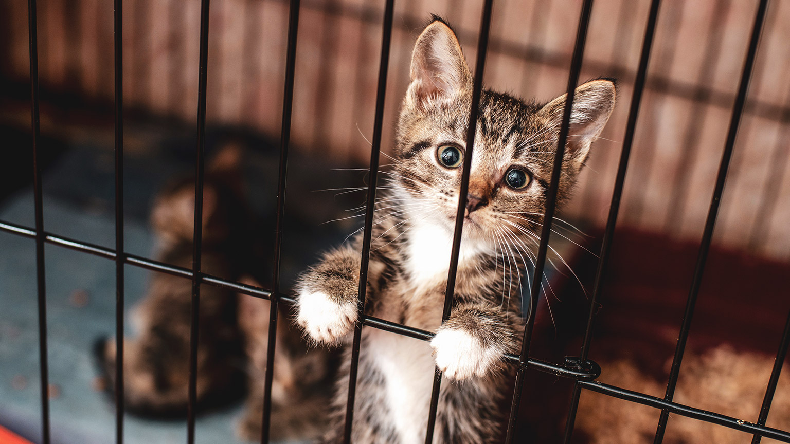 A close view of a cat in a kennel at a shelter