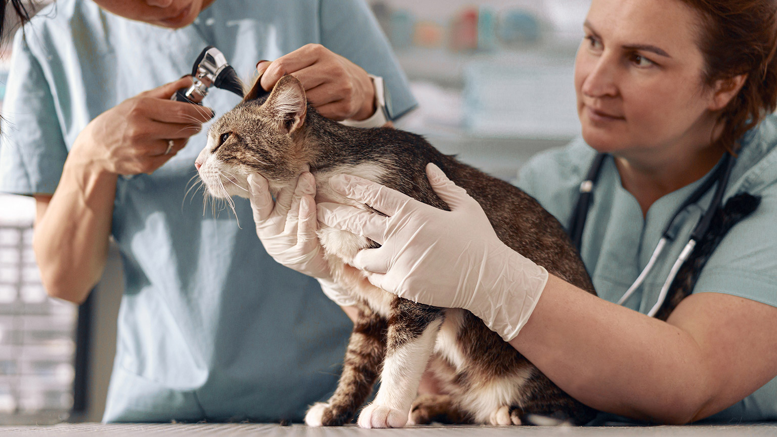 An animal care trainee assisting in a procedure