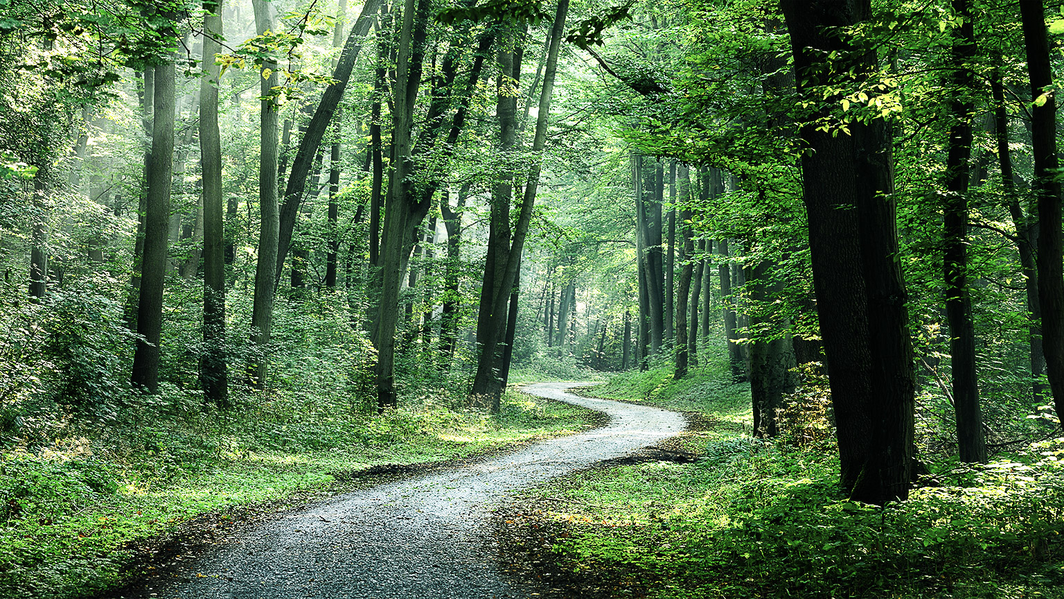 A pathway in a forest