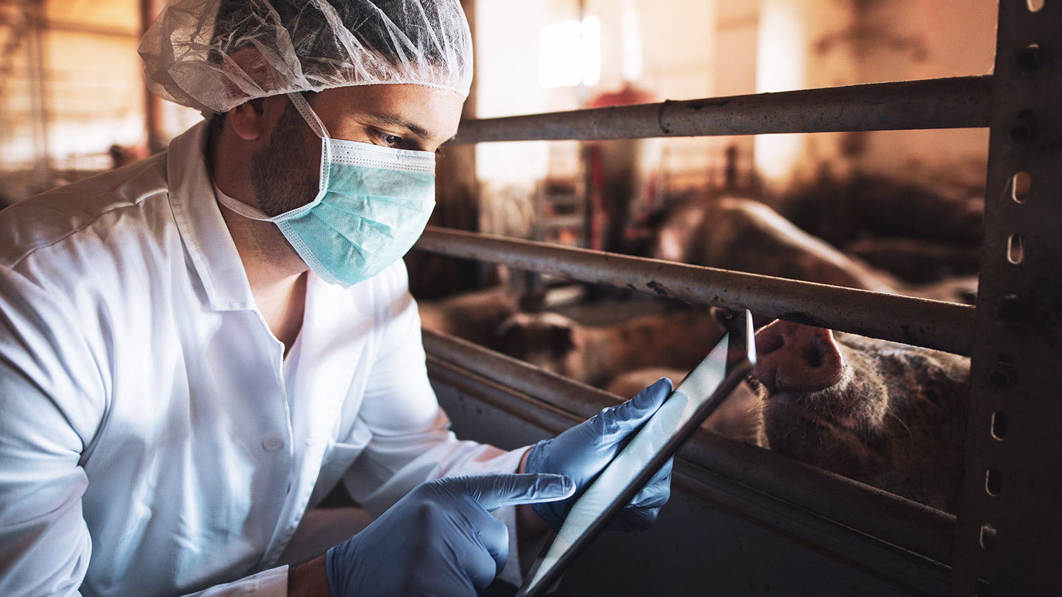 A vet checking information relating to a group of pigs on a tablet device