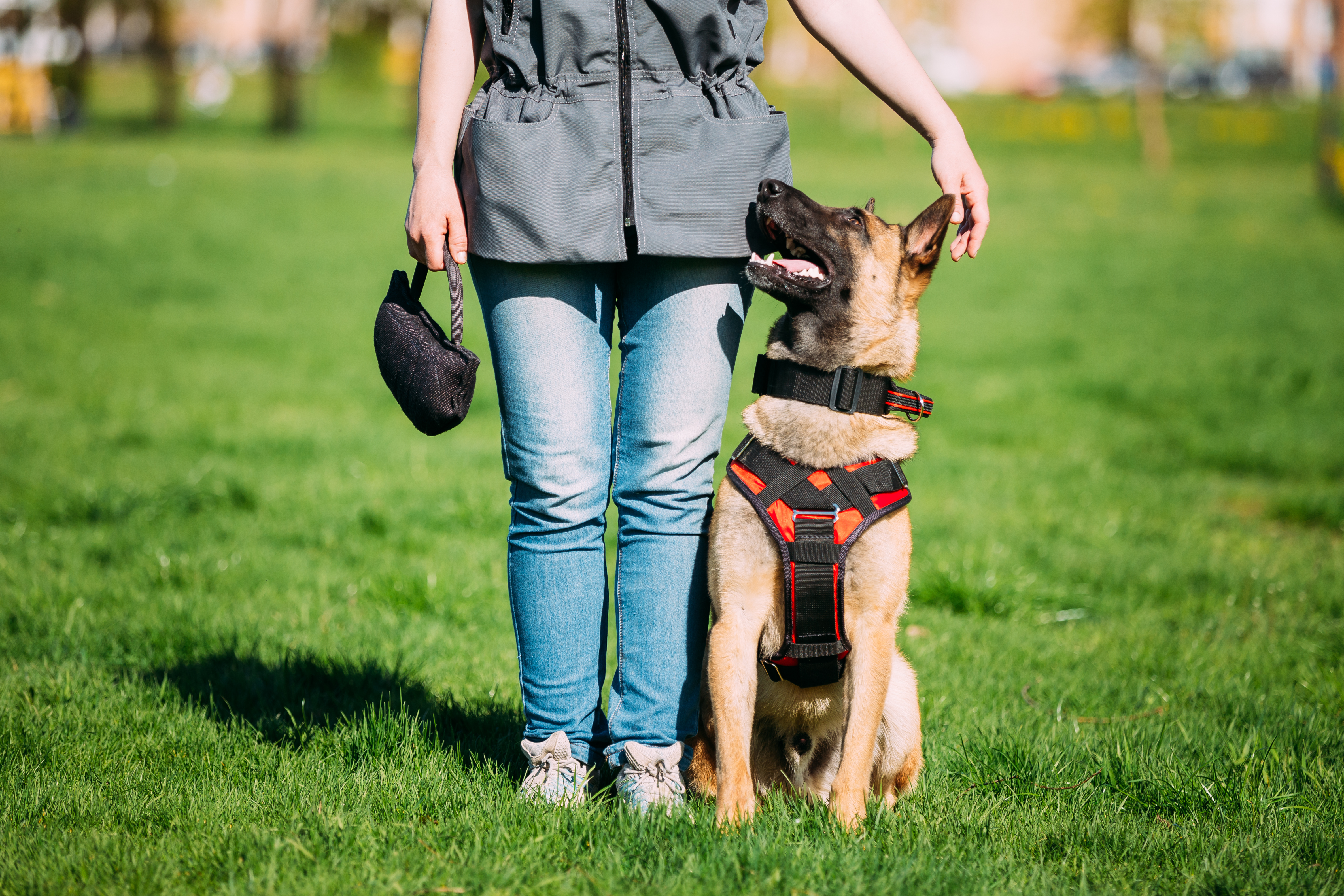 Malinois Dog Sitting Outdoors In Green Summer beside owner at training. 