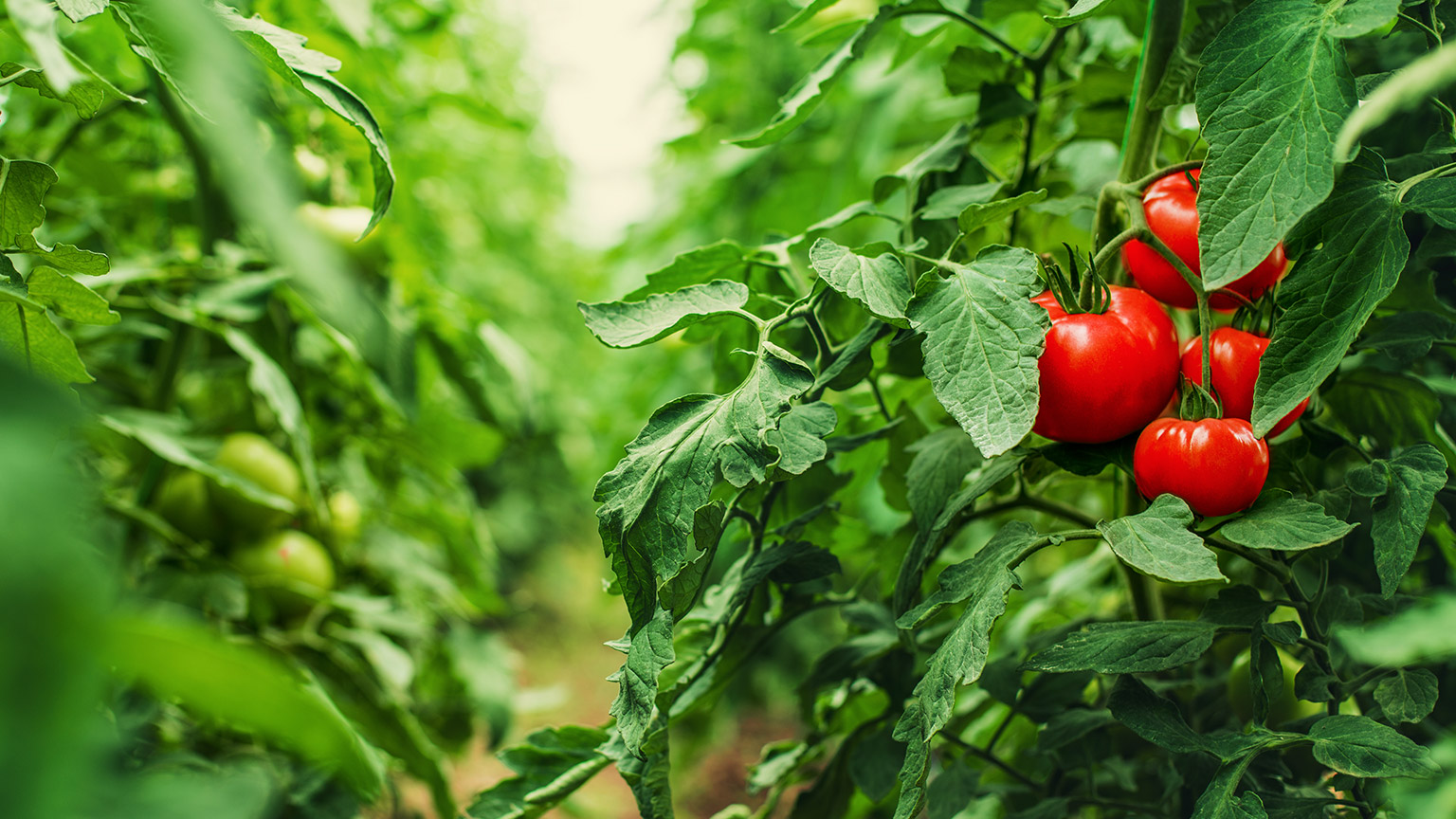 A close view of vibrant tomato bushes