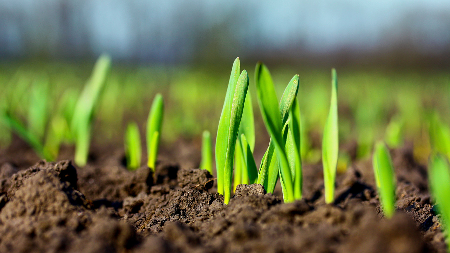 A close view of seedlings sprouting out of the ground