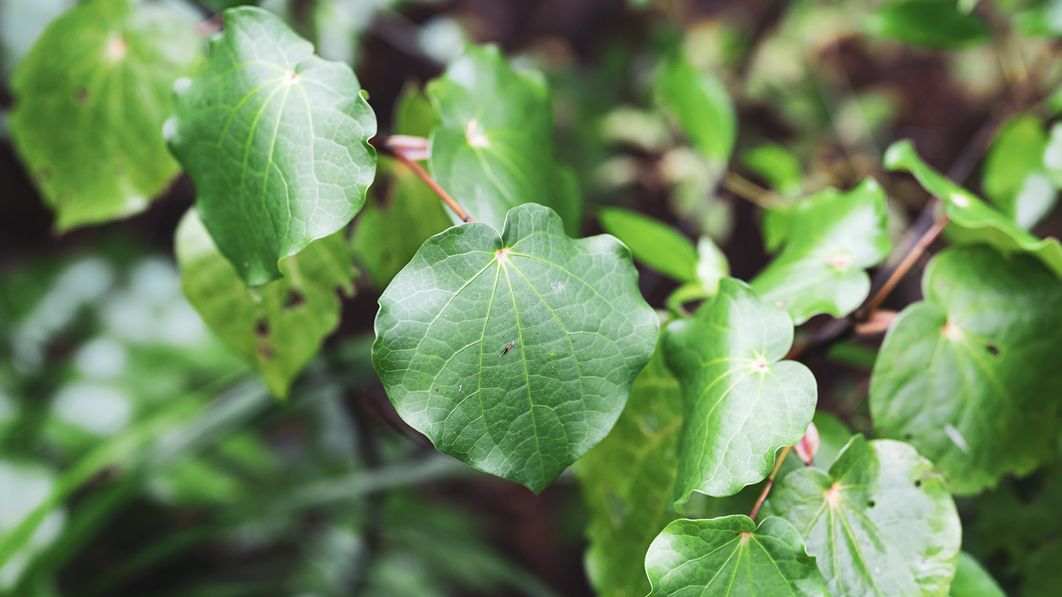 A close up of a kawakawa plant