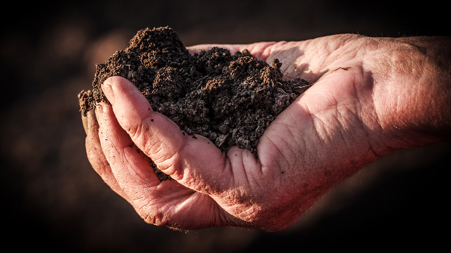 A close view of a person holding soil