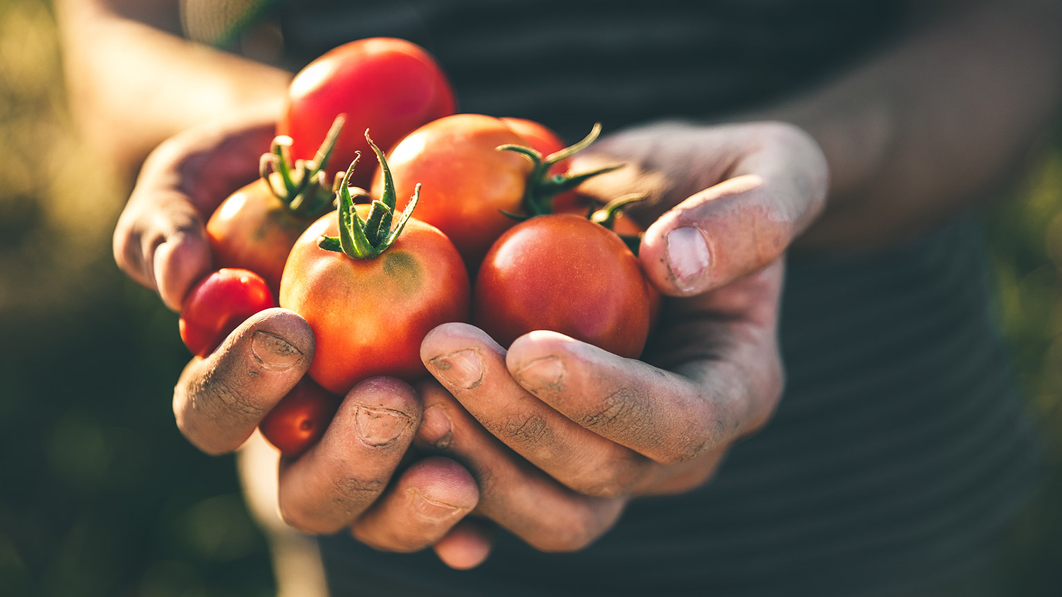 A person holding a handful of freshly-picked tomatoes