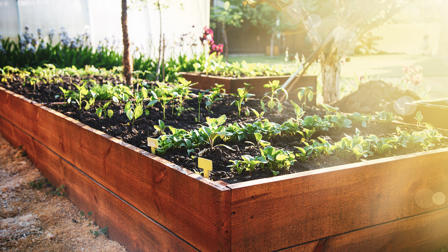 A raised garden bed with assorted plants growing in it