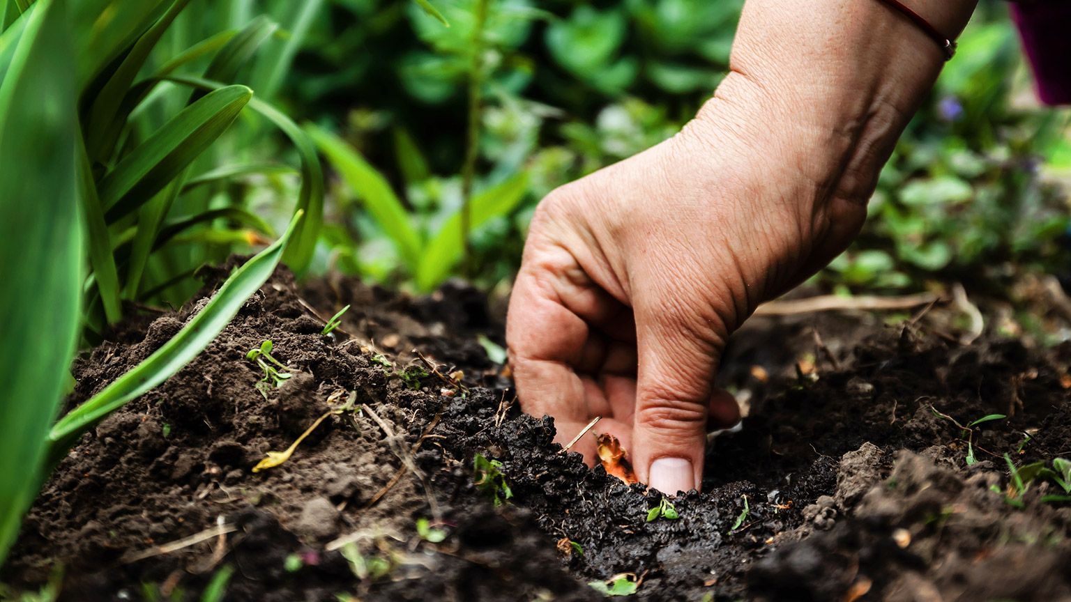 A person planting a seedling in a garden