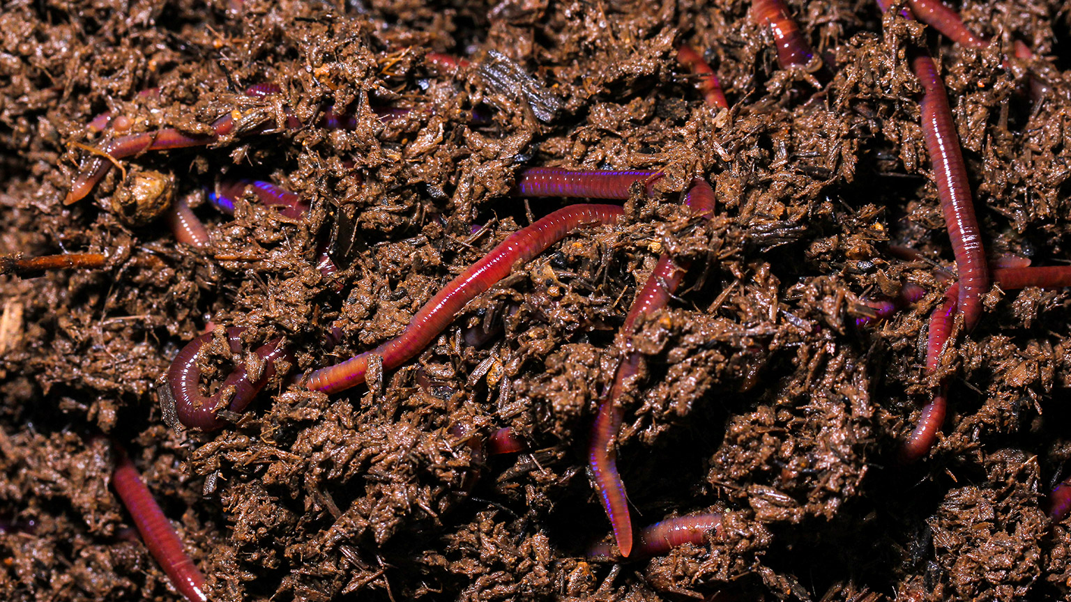 A close view of vermicast with worms visible