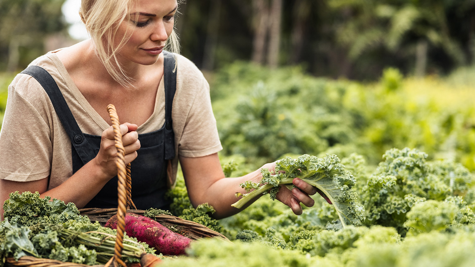 A farmer harvesting Kale