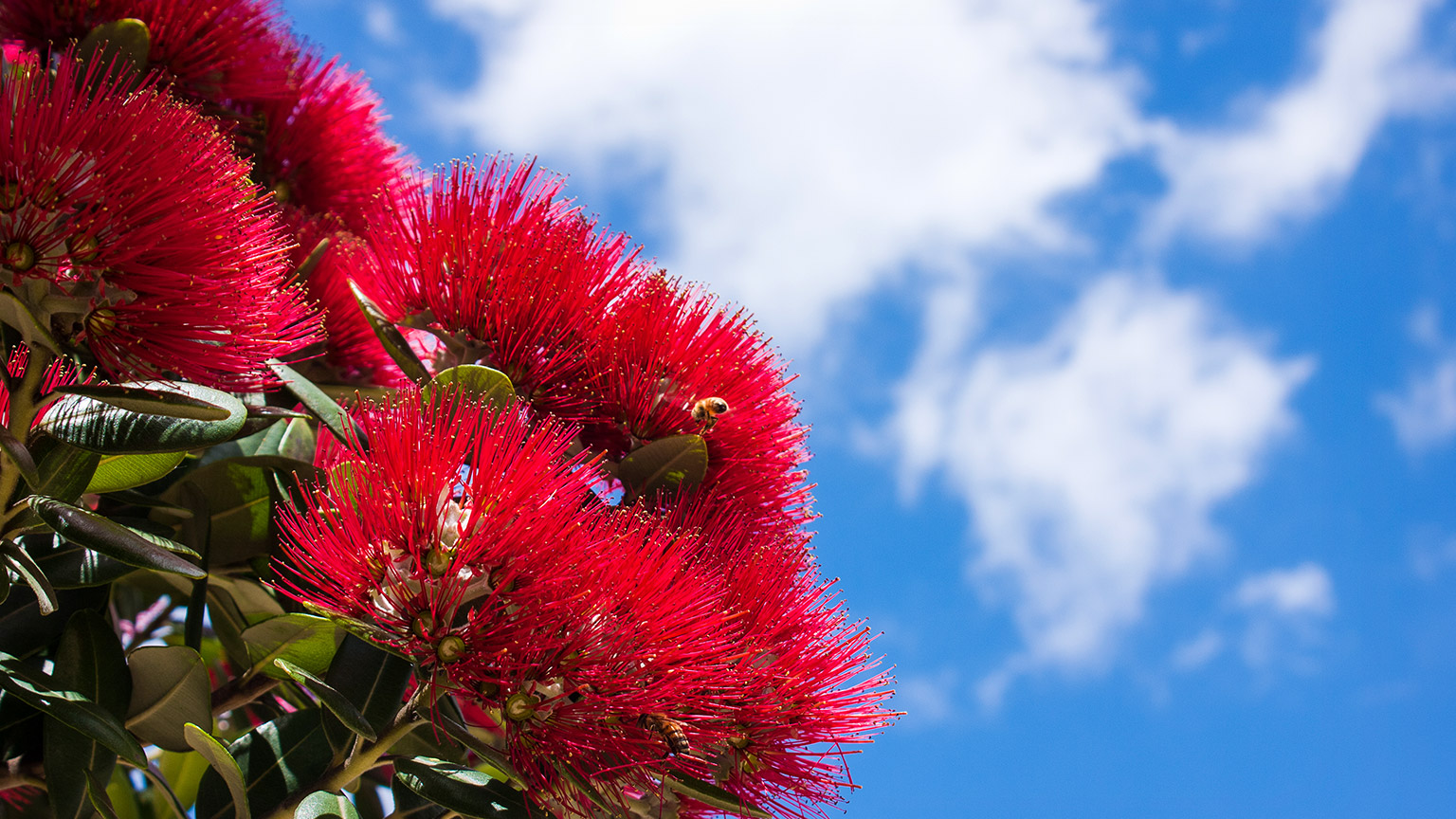 A new zealand native flower in bloom