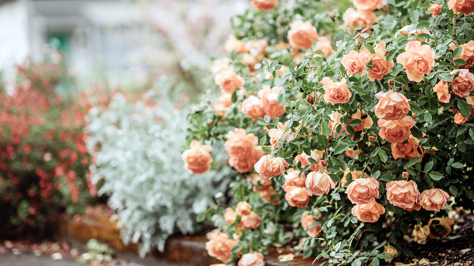 Peach roses blooms in the garden