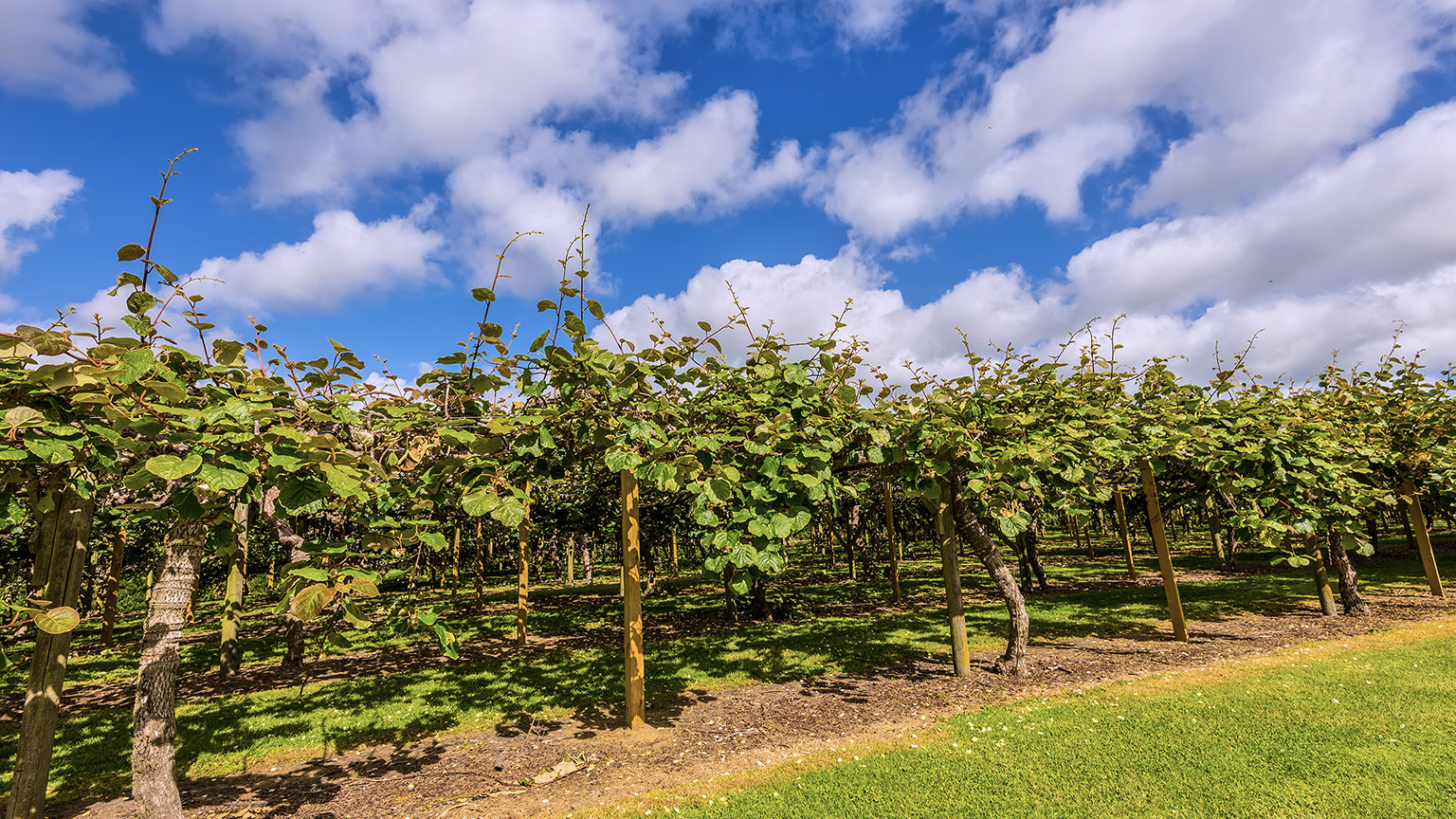 Kiwi fruit orchard