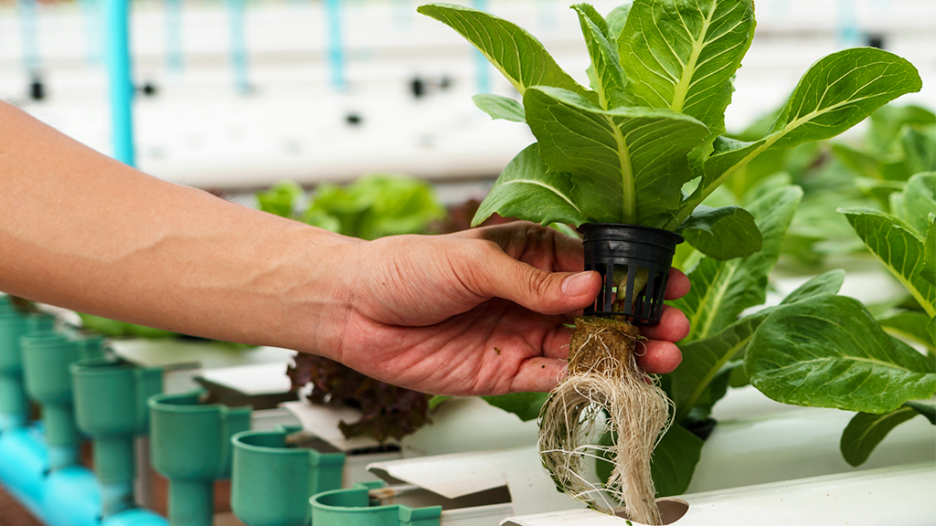 A female hand pulling out greens growing hydroponically.