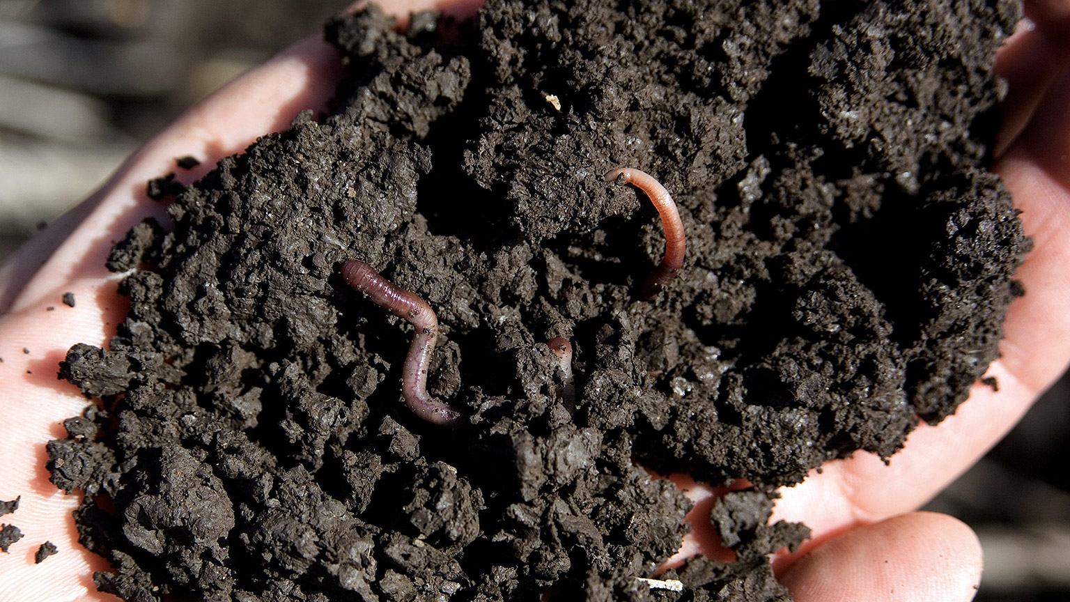 Rich soil with worms