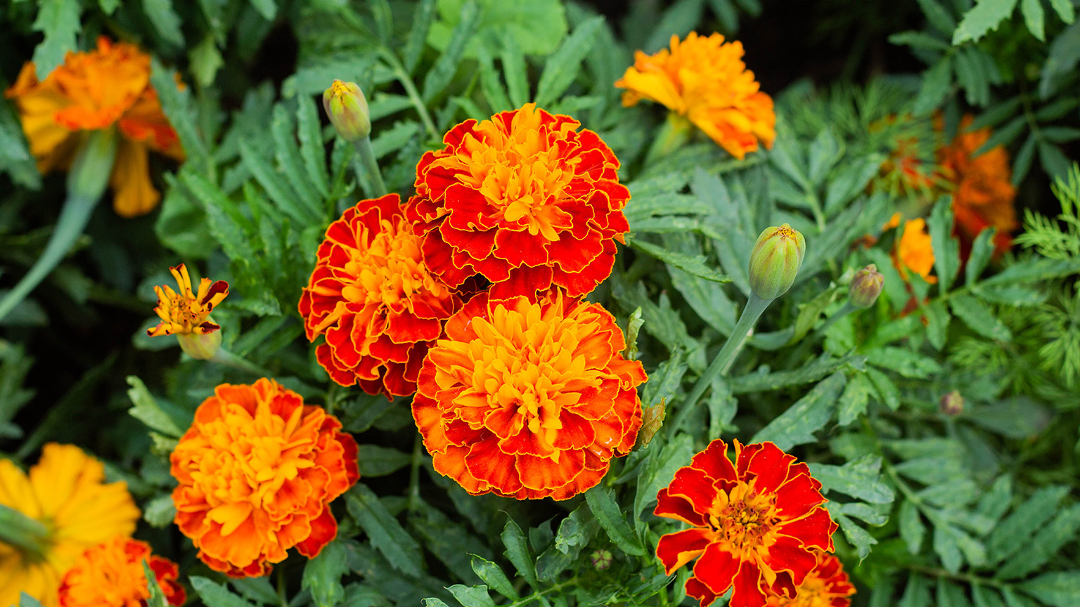 The marigold flower in full bloom