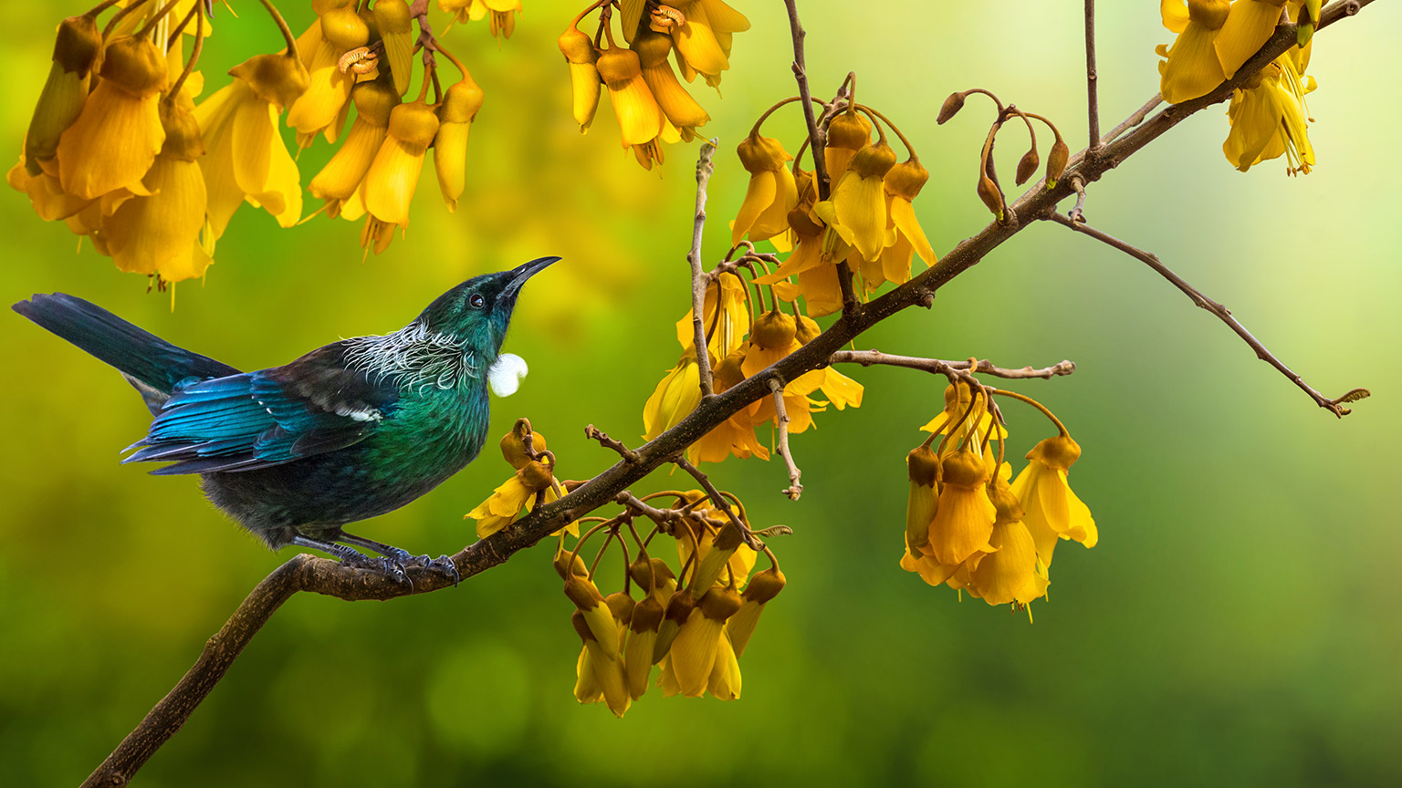 A NZ native bird, the tui, is sitting on the branch of a kōwhai tree