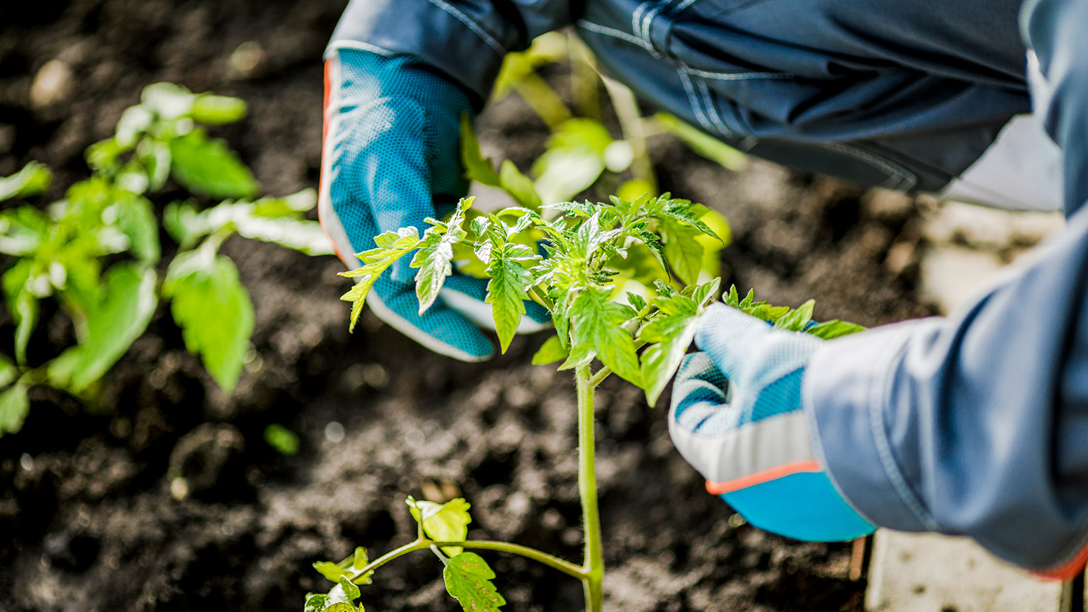 A close view of a person examining the leaves of a plant in a garden