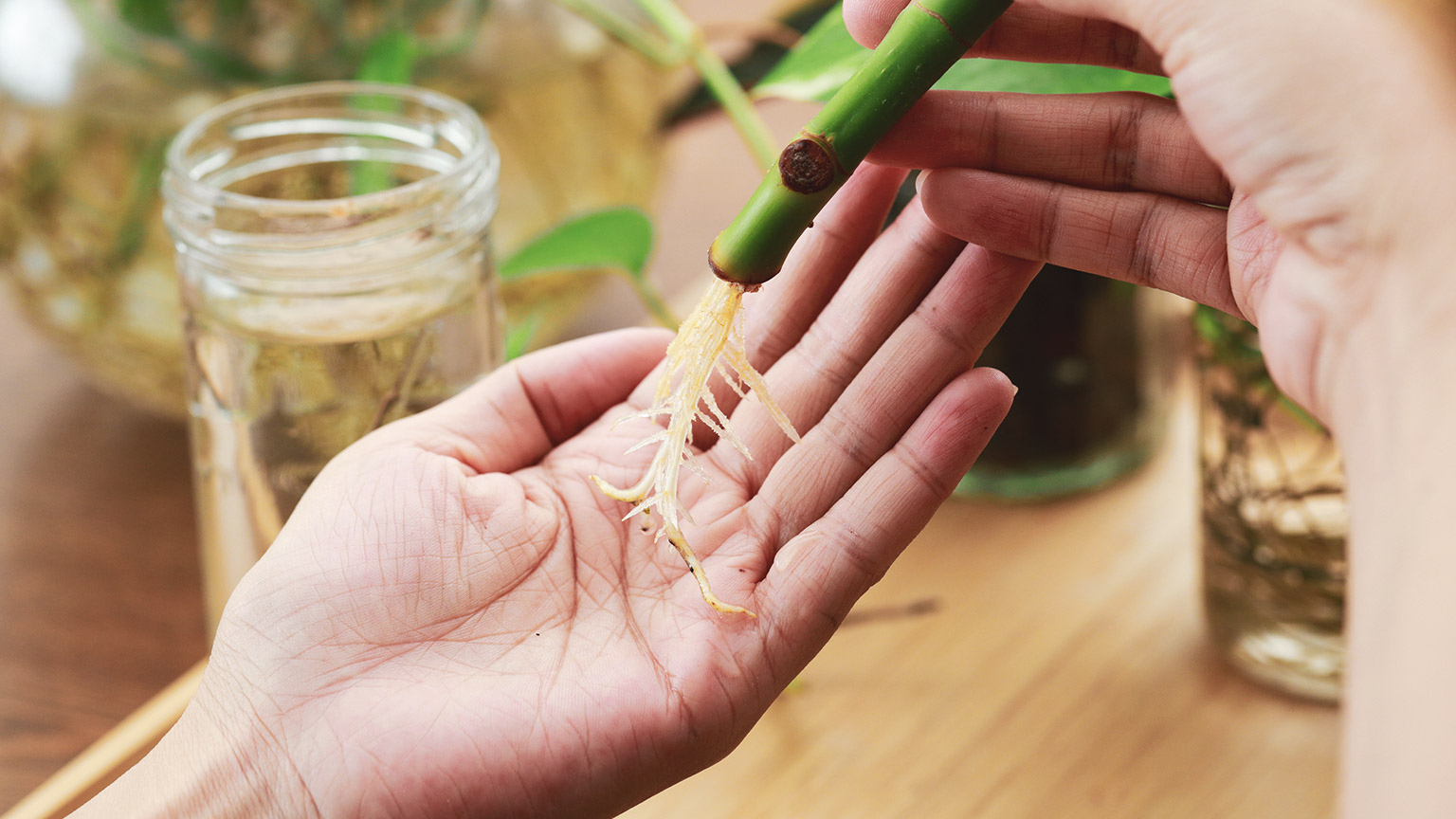 A woman holding a plant that has grown roots due to water propagation