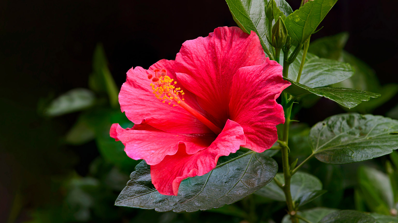 A close view of a large hibiscus flower