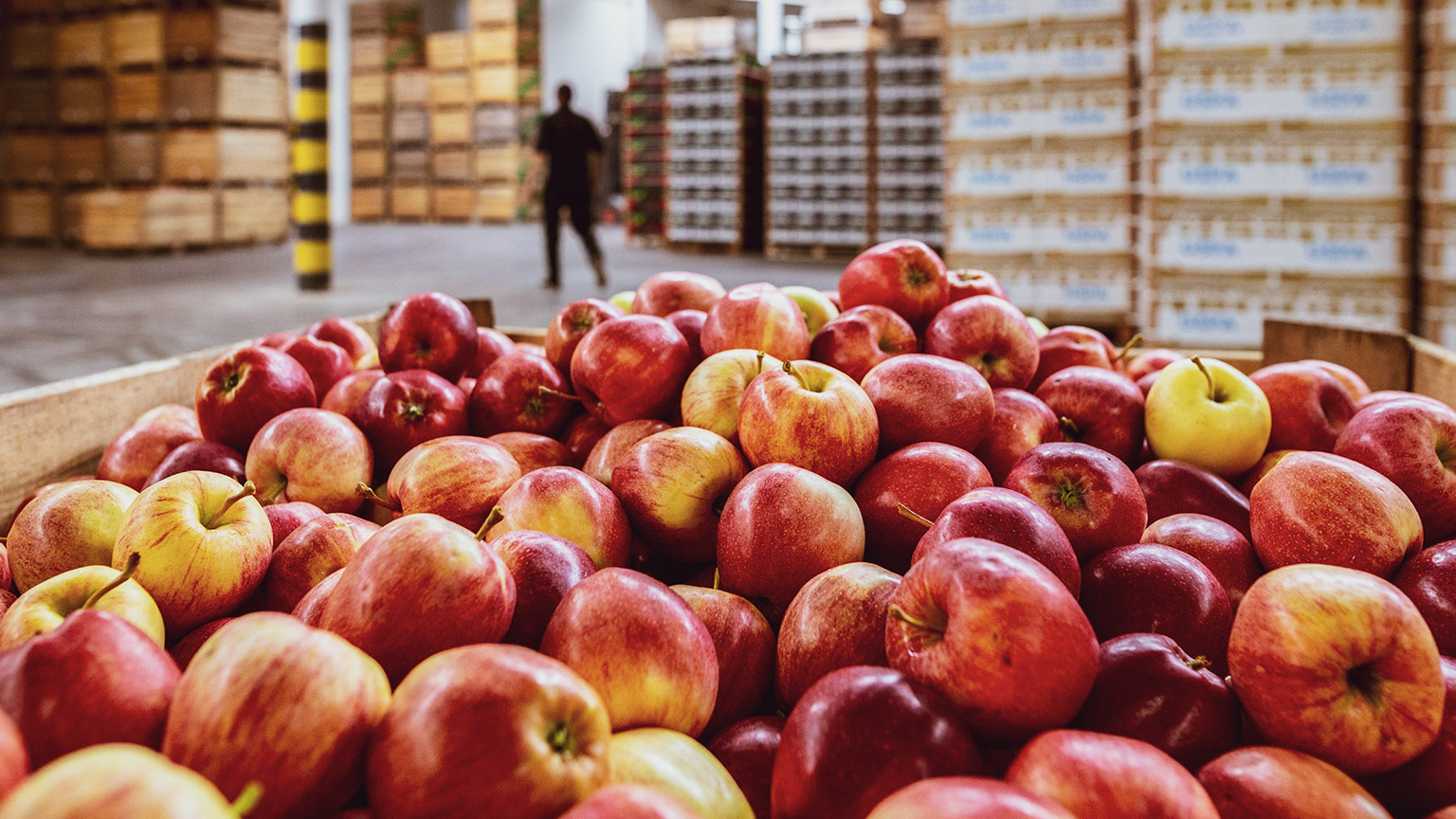 A crate of apples in a warehouse