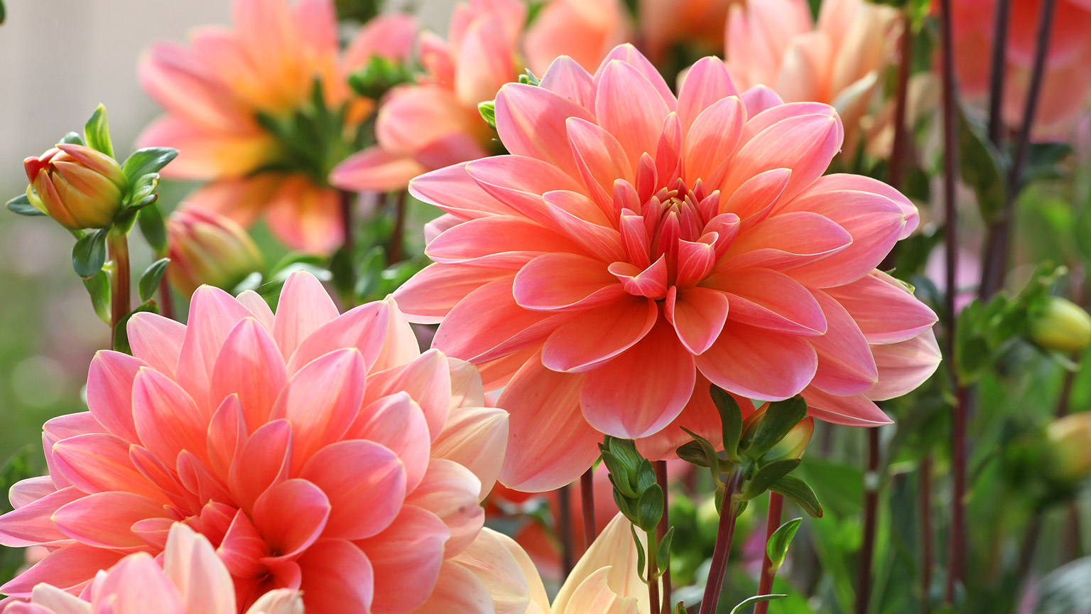 Dahlia plants with light pink flowers