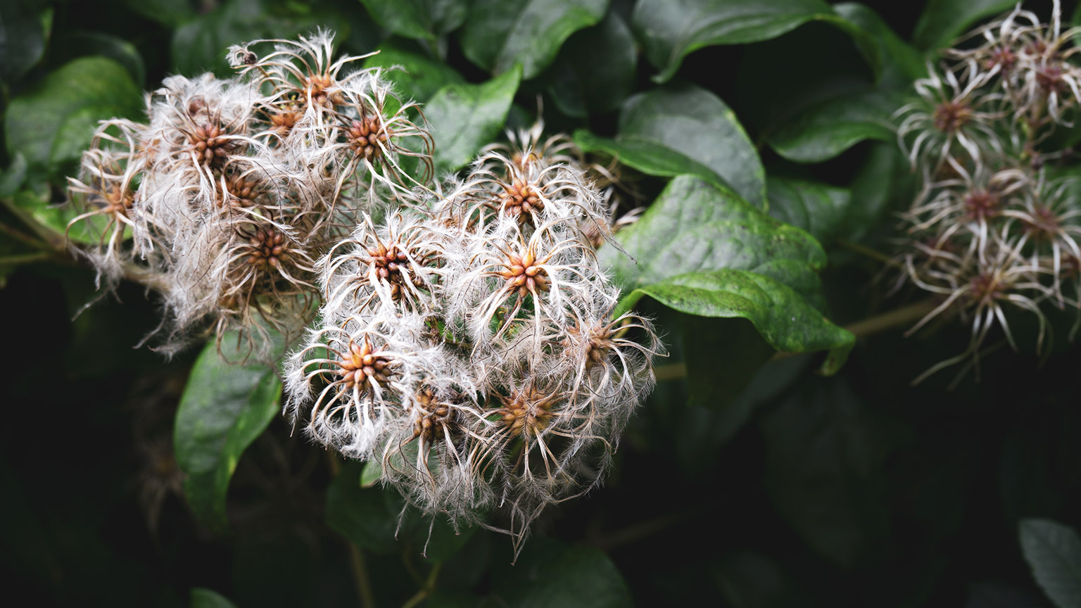 Wild clematis (Clematis vitalba) growing in English hedgerow