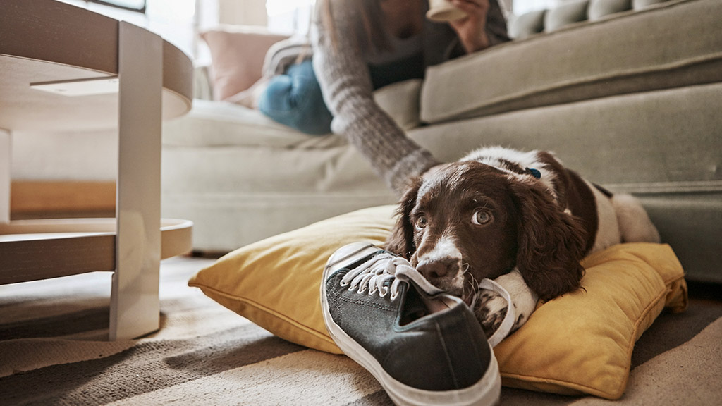 dog with shoes in living room for playful behaviour, happiness and relax with owner at home