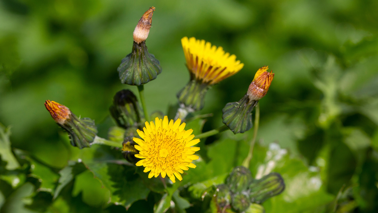 Common sowthistle (Sonchus oleraceus) close up showing flowers