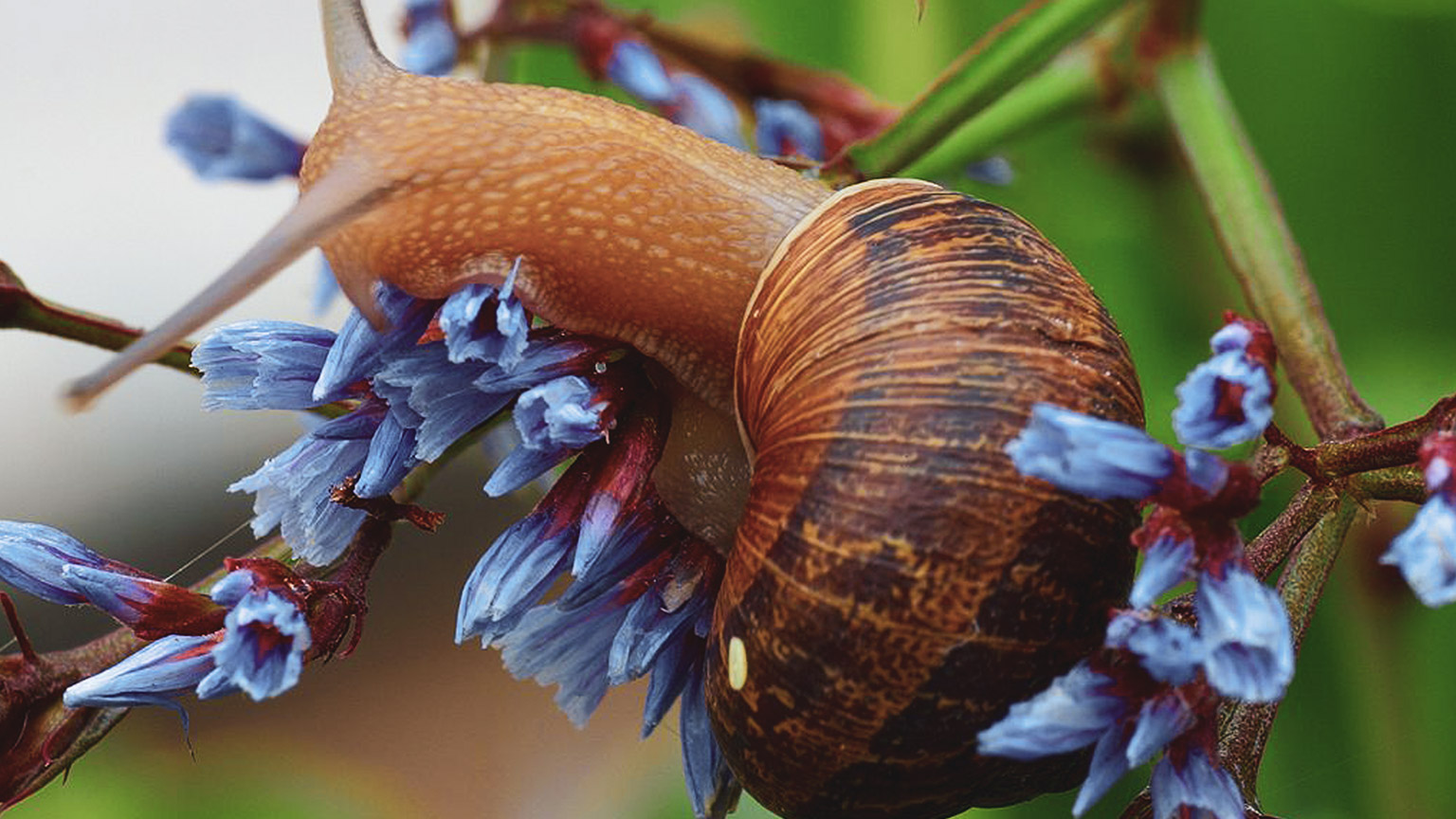 This brown garden snail (Cornu aspersum) is eating purple flowers and causing damage to the plant. 